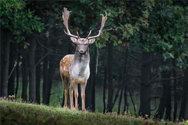 What does it mean to dream of a stag? What does it mean to dream of a stag?