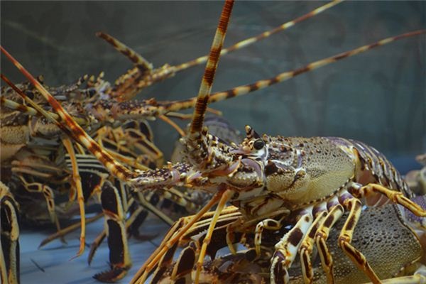 Dreaming of lobsters Dreaming of lobsters