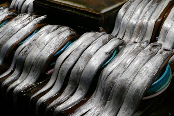 What does it mean to dream of ribbonfish? What does it mean to dream of ribbonfish?