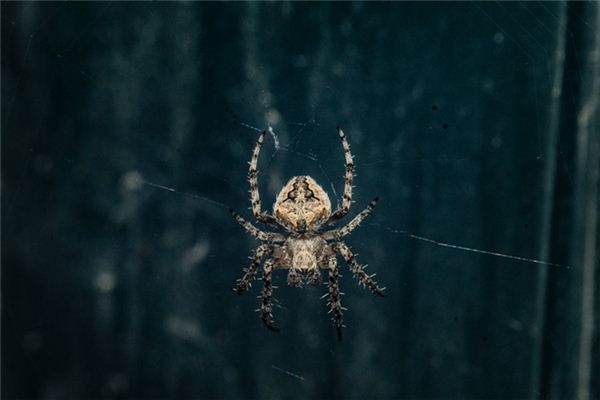 I dreamed of spiders I dreamed of spiders