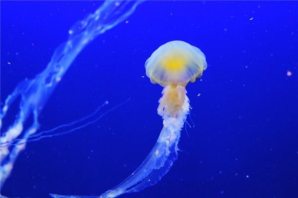 What does it mean to dream of jellyfish? What does it mean to dream of jellyfish?