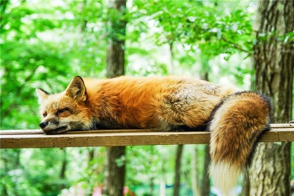 Dreaming of dead prey
