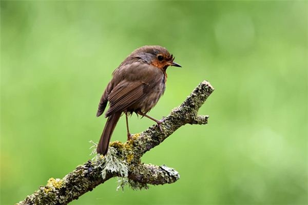 What does it mean to dream of a wagtail?
