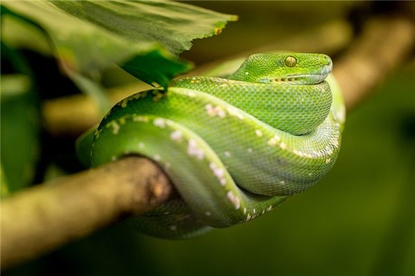 What does it mean to dream of a green snake? What does it mean to dream of a green snake?