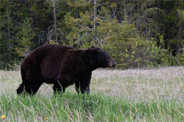 What does it mean to dream of a black bear? What does it mean to dream of a black bear?