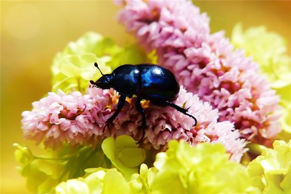 What does it mean to dream of beetles?