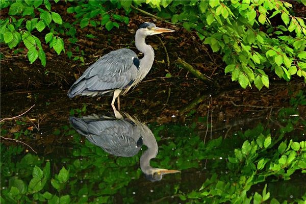 What does it mean to dream of water birds? What does it mean to dream of water birds?
