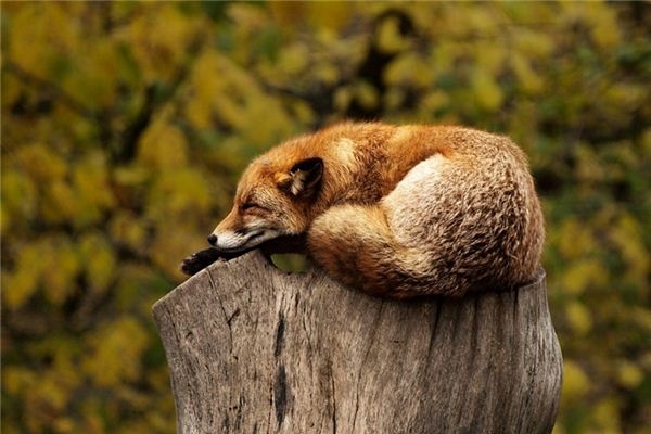 What does it mean to dream about animals? What does it mean to dream about animals?