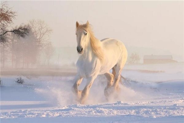 Dreaming of horses
