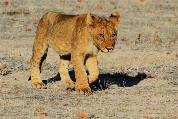 What does it mean to dream of a lion? What does it mean to dream of a lion?