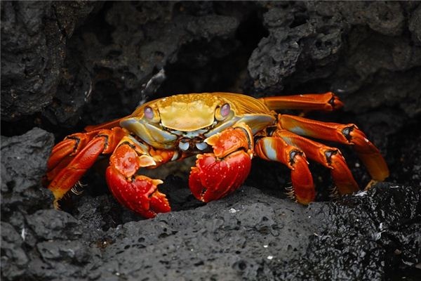 What does it mean to dream of aquatic creatures? What does it mean to dream of aquatic creatures?