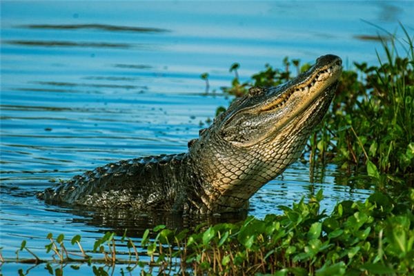 What does it mean to dream of crocodiles? What does it mean to dream of crocodiles?