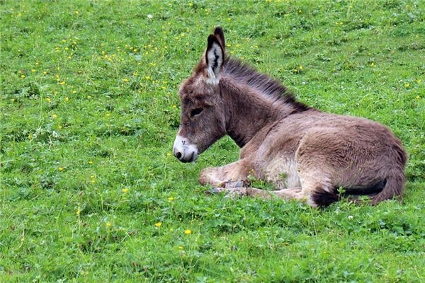 What does it mean to dream of a donkey? What does it mean to dream of a donkey?