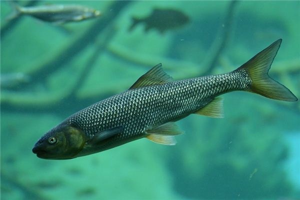 What does it mean to dream of trout? What does it mean to dream of trout?