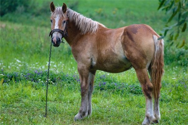 Dreaming of a horse carrying jewelry or goods