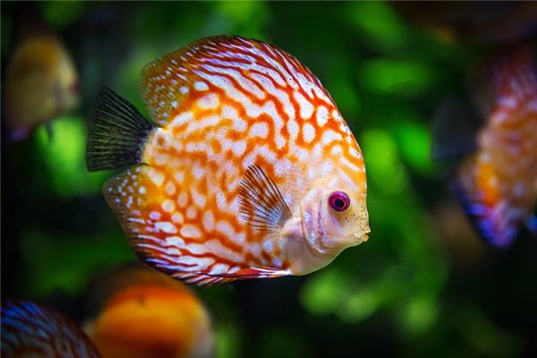 Dreaming of fish swimming in water Dreaming of fish swimming in water