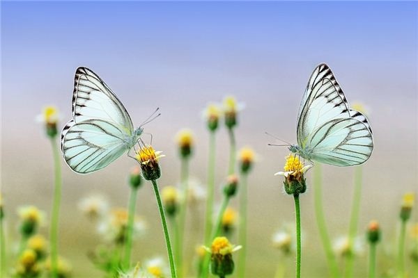 What does it mean to dream of chasing butterflies? What does it mean to dream of chasing butterflies?