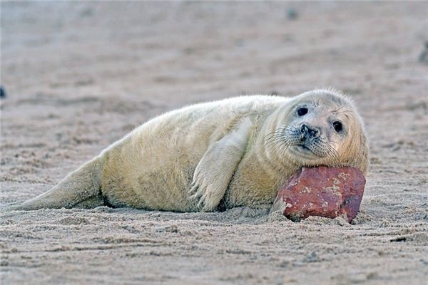 What does it mean to dream of a seal? What does it mean to dream of a seal?