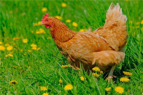 What does it mean to dream of killing a hen? What does it mean to dream of killing a hen?