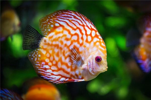 What does it mean to dream of being bitten by a fish? What does it mean to dream of being bitten by a fish?