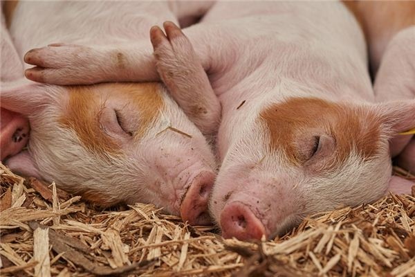 What does it mean to dream of a dead pig? What does it mean to dream of a dead pig?