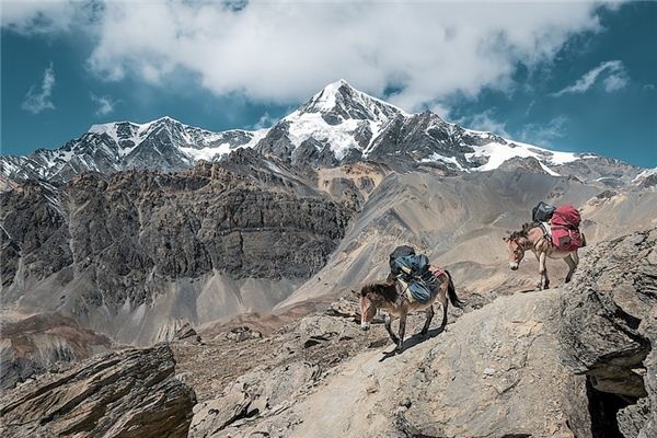 What does it mean to dream of a mule? What does it mean to dream of a mule?