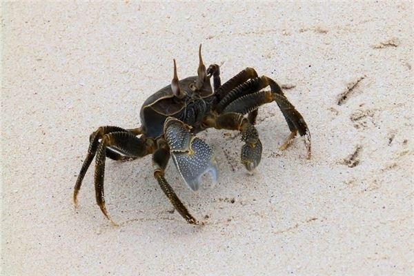 What does it mean to dream of crabs? What does it mean to dream of crabs?