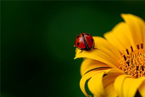 What does it mean to dream of beetles? What does it mean to dream of beetles?
