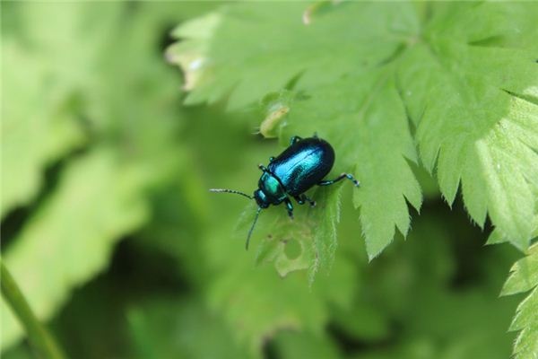 What does it mean to dream of small insects? What does it mean to dream of small insects?