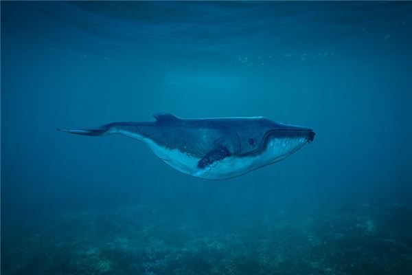 What does it mean to dream of a whale? What does it mean to dream of a whale?