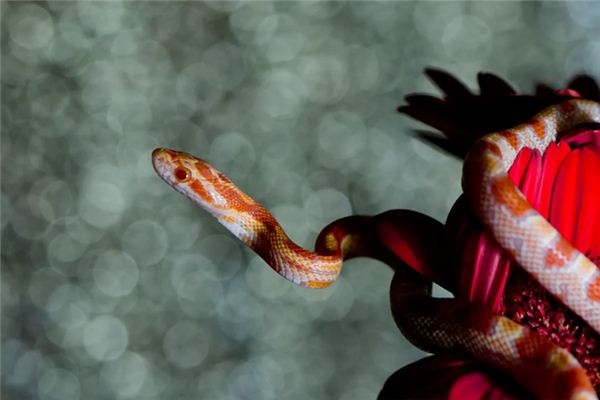 What does it mean to dream of a flower snake?