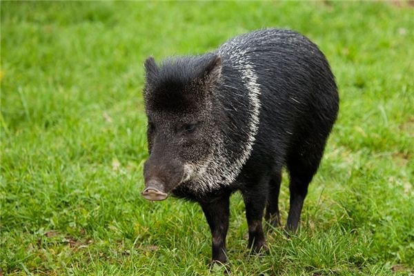 What does it mean to dream of a black pig? What does it mean to dream of a black pig?
