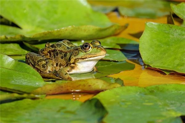 What does it mean to dream of frogs? What does it mean to dream of frogs?