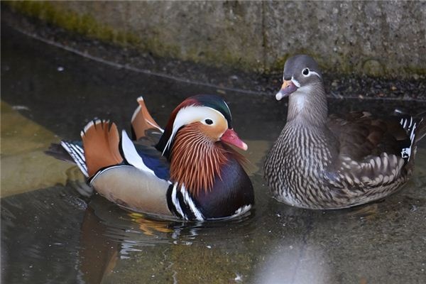 What does it mean to dream of mandarin ducks? What does it mean to dream of mandarin ducks?