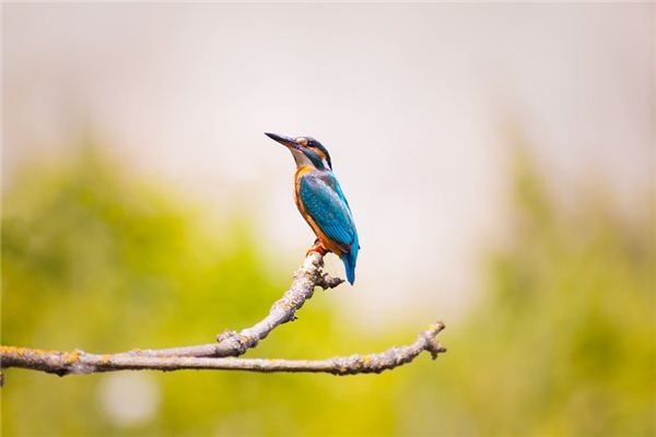 What does it mean to dream of a kingfisher? What does it mean to dream of a kingfisher?
