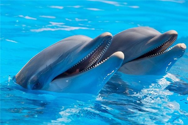 What does it mean to dream of dolphins? What does it mean to dream of dolphins?