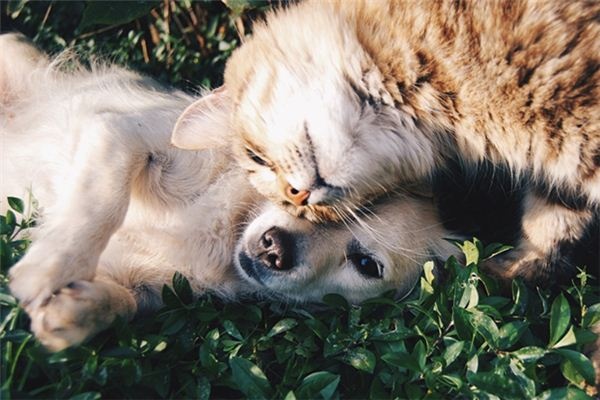 What does it mean to dream of a dog killing a cat? What does it mean to dream of a dog killing a cat?