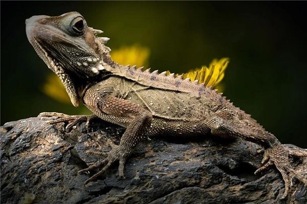Dreaming of lizards