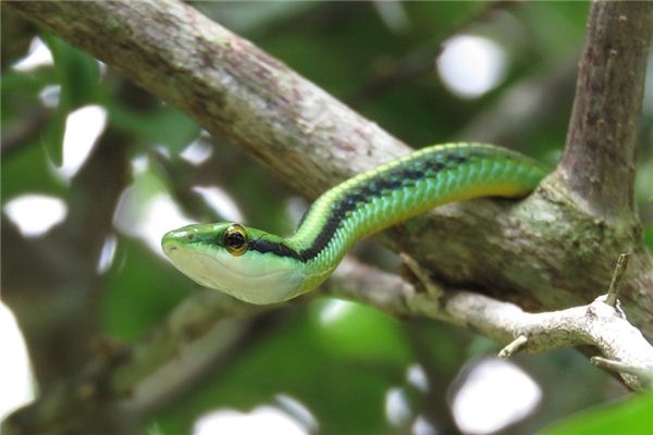 What does it mean to dream of a green snake? What does it mean to dream of a green snake?