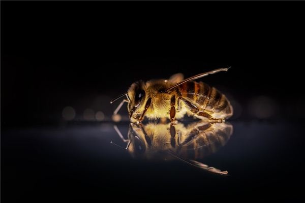 What does it mean to dream of bees?