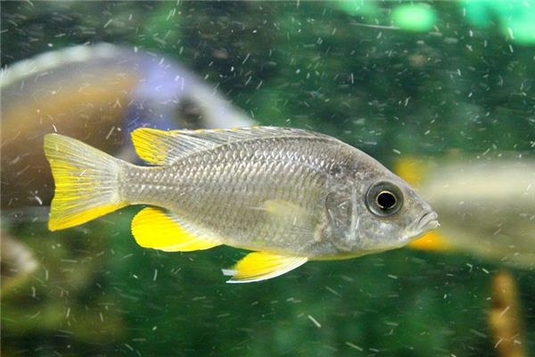 What does it mean to dream of live fish? What does it mean to dream of live fish?