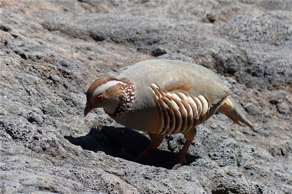What does it mean to dream of a stone chicken? What does it mean to dream of a stone chicken?