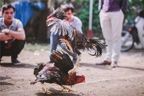 What does it mean to dream of cockfighting? What does it mean to dream of cockfighting?