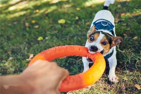 What does it mean to dream of a dog biting someone? What does it mean to dream of a dog biting someone?