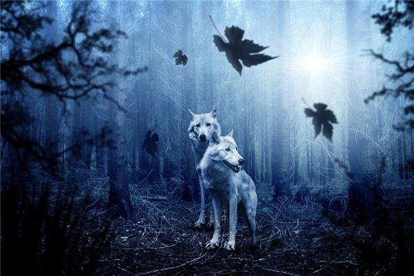What does it mean to dream of a wolf? What does it mean to dream of a wolf?