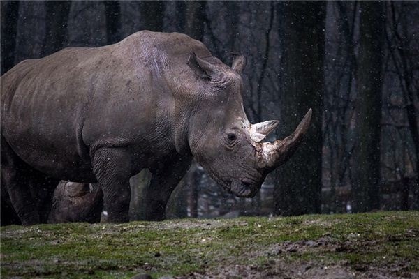 What does it mean to dream of a rhinoceros?