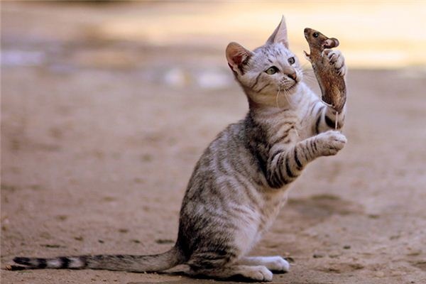What does it mean to dream of a cat catching a mouse? What does it mean to dream of a cat catching a mouse?