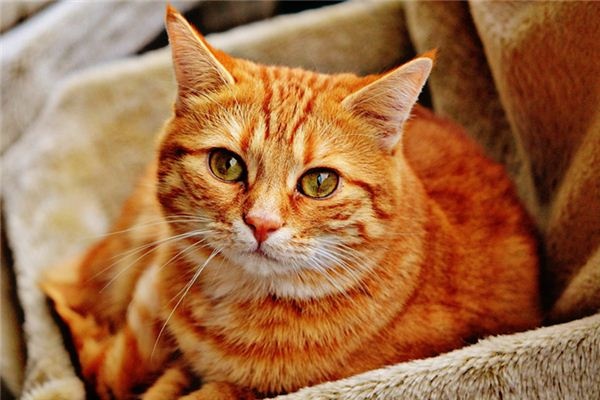 What does it mean to dream of a cat entering your home? What does it mean to dream of a cat entering your home?