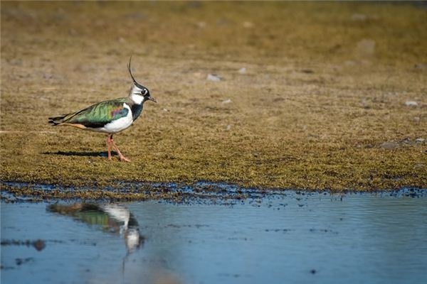 What does it mean to dream of ducks? What does it mean to dream of ducks?