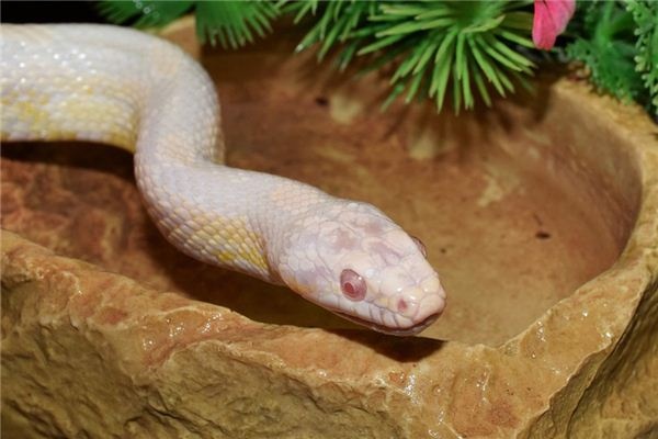 What does it mean to dream of a white snake? What does it mean to dream of a white snake?